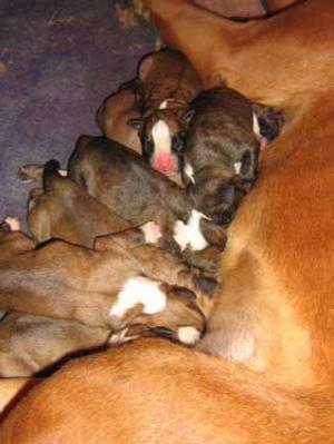 VAND PUI BOXER