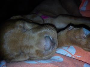 pui vizsla maghiara timisoara