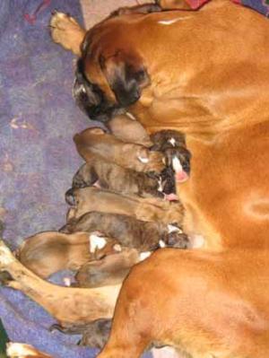 VAND PUI BOXER