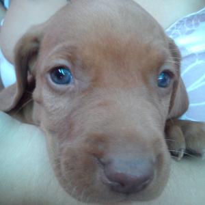 pui vizsla maghiara timisoara