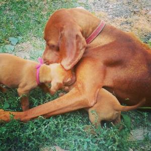 pui vizsla maghiara timisoara