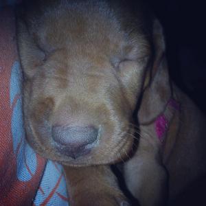 pui vizsla maghiara timisoara
