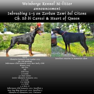 Vindem pui dobermann linie Ch. Mondiali