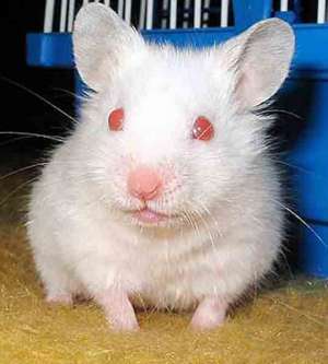 Hamsteri Jucausi