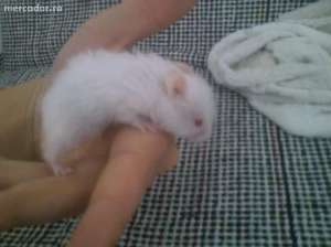 Hamsteri Jucausi