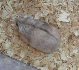 Hamsteri Jucausi