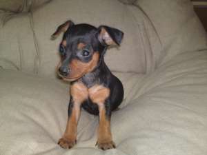 pui pinscher pitic