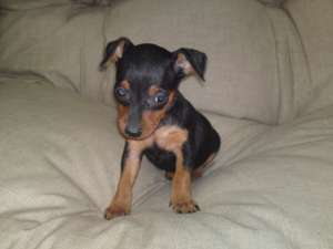 pui pinscher pitic