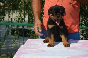 vand catei rottweiler