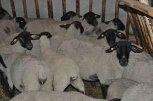 Vind Oi Suffolk, Miei , Berbec