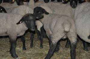 Vind Oi Suffolk, Miei , Berbec
