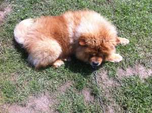chowchow monta