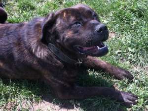 chowchow monta