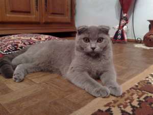 DONEZ PISICUTA SCOTTISH FOLD