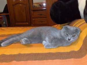 DONEZ PISICUTA SCOTTISH FOLD