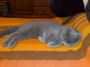DONEZ PISICUTA SCOTTISH FOLD