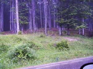 Teren cota 1000 Sinaia
