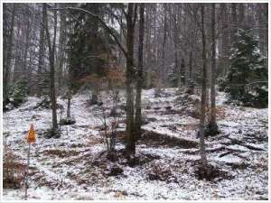 Teren cota 1000 Sinaia