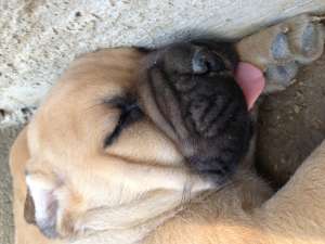 Pui bul mastiff