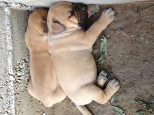 Pui bul mastiff