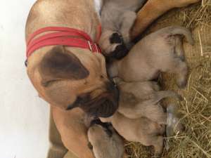 Pui bul mastiff