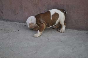 vand urgent pui bulldog englez
