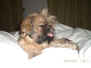 Imperechere SHIH TZU