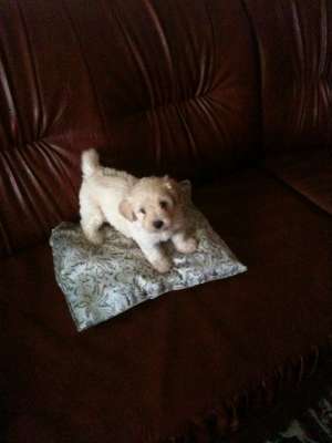 Bichon malteze fetita 3 luni