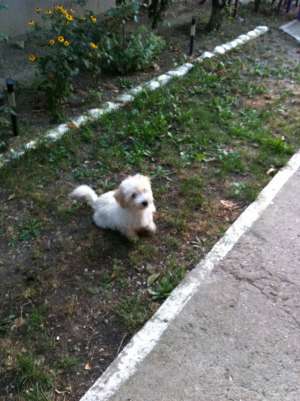 Bichon malteze fetita 3 luni
