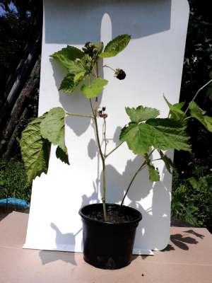 Mure negre (Rubus fructicosus) SUPEROFERTA unica in Romania