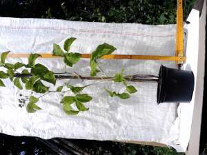 Mure negre (Rubus fructicosus) SUPEROFERTA unica in Romania