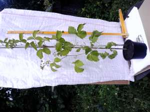 Mure negre (Rubus fructicosus) SUPEROFERTA unica in Romania