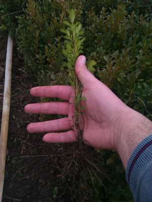 Rasad Buxus