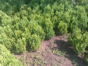 Rasad Buxus