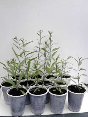 GOJI== Plante  == SUPEROFERTA