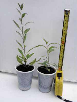 GOJI== Plante  == SUPEROFERTA