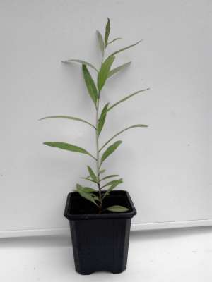 GOJI== Plante  == SUPEROFERTA