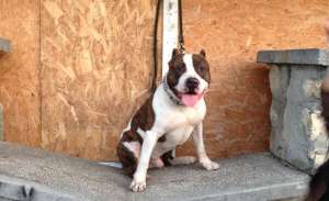Vand pui amstaff
