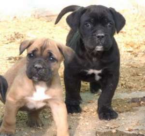 adopt