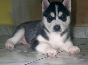 adopt