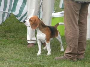 PIERDUT BEAGLE