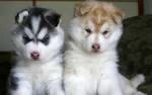pui husky siberian pure 8 săptăm�ni