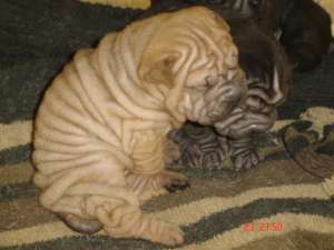 shar pei- cadoul perfect