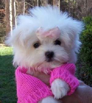 PUI BICHON FRISE