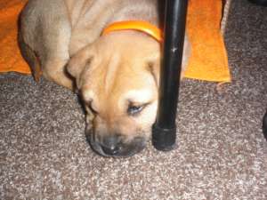 vand pui de shar-pei