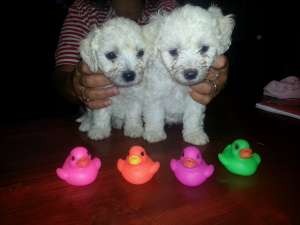 Bichon Bolognese Timisoara PUI
