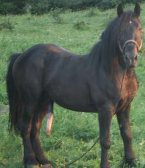 ARMASARI NEGRII DE RASA