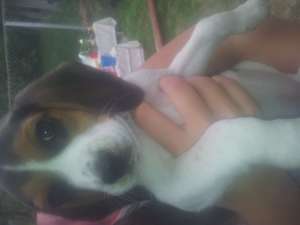 Vand pui rasa Beagle