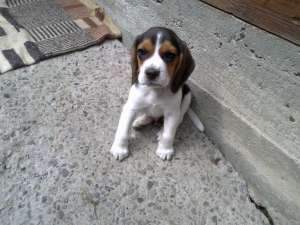 Vand pui rasa Beagle