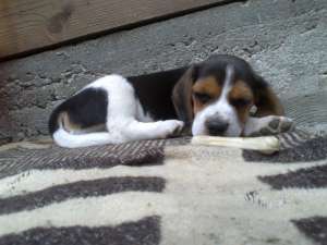 Vand pui rasa Beagle